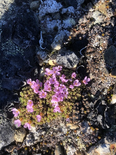 Androsace constancei, photograph 4