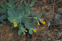 Lithospermum californicum