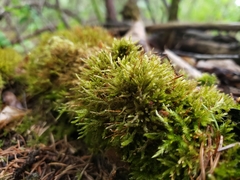 Eurhynchiastrum pulchellum