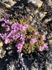 Androsace constancei, photograph Allison Gray, CC BY, iNaturalist via GBIF