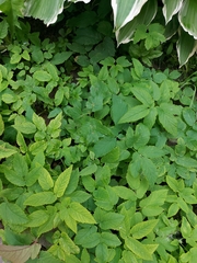 Aegopodium podagraria