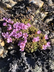 Androsace constancei, photograph Allison Gray, CC BY, iNaturalist via GBIF