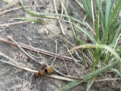 Pseudomethoca propinqua