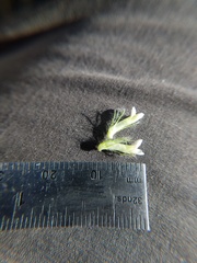 Trifolium eriocephalum