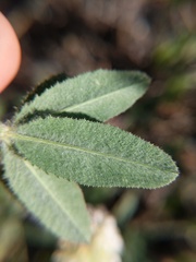 Trifolium eriocephalum
