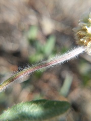 Trifolium eriocephalum