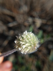 Trifolium eriocephalum