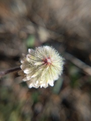 Trifolium eriocephalum
