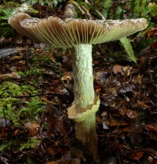 Cortinarius meleagris
