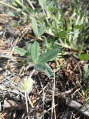 Trifolium eriocephalum