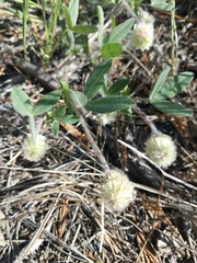 Trifolium eriocephalum
