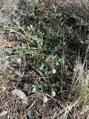 Trifolium eriocephalum
