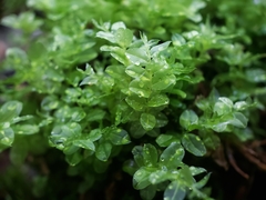 Plagiomnium ellipticum