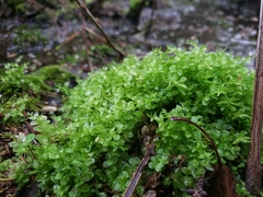 Plagiomnium ellipticum