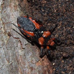 Tegea atropicta