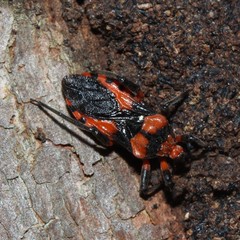 Tegea atropicta