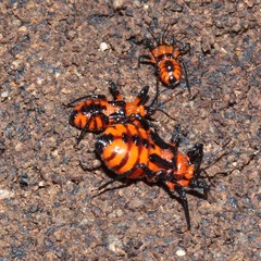 Tegea atropicta