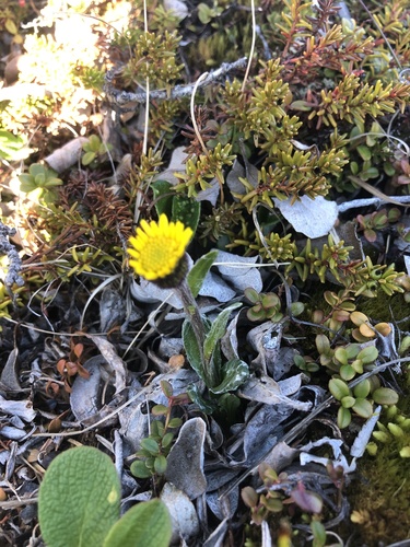 Yukon Groundsel (Tephroseris yukonensis)