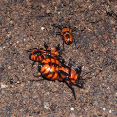 Tegea atropicta