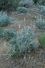 Lupinus leucophyllus
