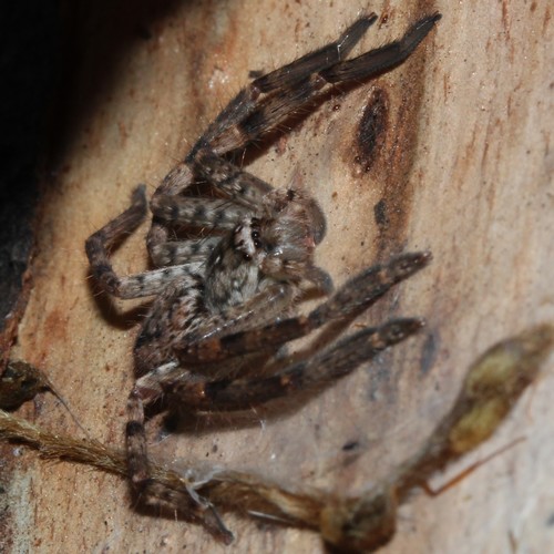 Photo of Bronze Huntsman (Isopedella flavida)
