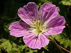 Geranium dolomiticum