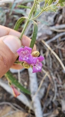 Penstemon laetus laetus