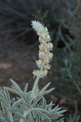 Lupinus leucophyllus