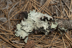 Cetrelia cetrarioides