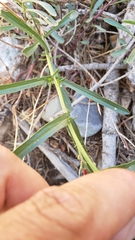 Penstemon laetus laetus
