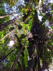 Phenakospermum guyannense