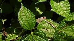 Satyrium grandis