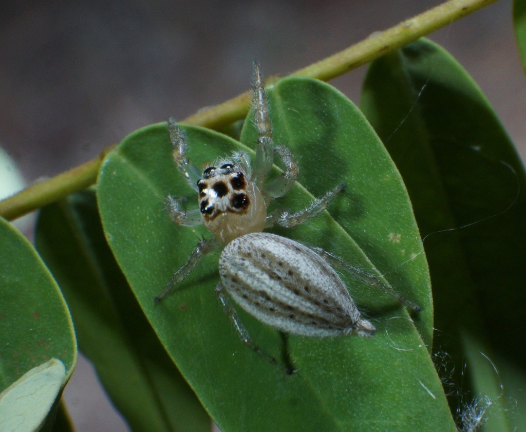 Colonus pallidus