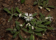 Silene nelsonii