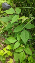 Toxicodendron radicans