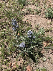 Frasera albicaulis modocensis