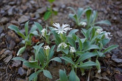 Silene nelsonii