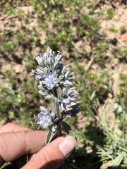 Frasera albicaulis modocensis