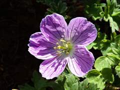 Geranium dolomiticum