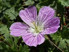 Geranium dolomiticum