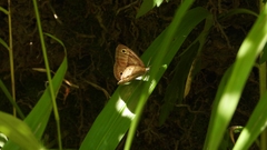 Palaeonympha opalina