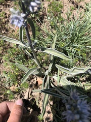 Frasera albicaulis modocensis