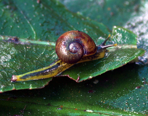 Paryphantopsis louisiadarum observed 2004-05-06
