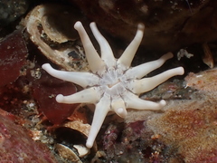 Halcampa decemtentaculata