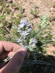 Frasera albicaulis modocensis