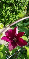 Aquilegia atrata