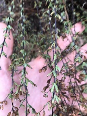 Ageratella microphylla