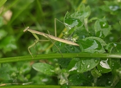 Mantidae
