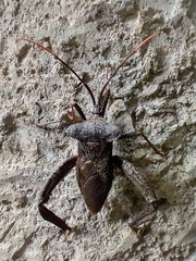 Acanthocephala heissi