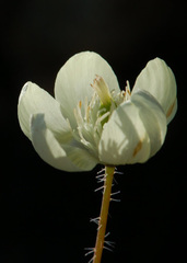 Platystemon californicus